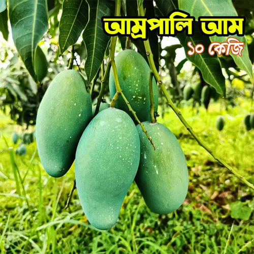 রাজশাহীর প্রিমিয়াম এ গ্রেট আম্রপালি আম (১০ কেজি )