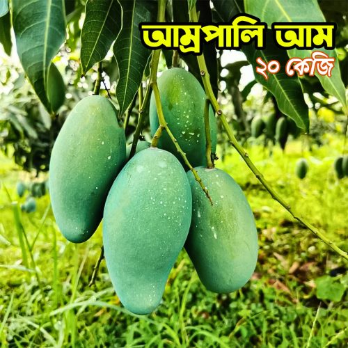 রাজশাহীর প্রিমিয়াম এ গ্রেট আম্রপালি আম (২০ কেজি )